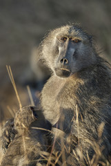 Baboon, mother and son, South Africa