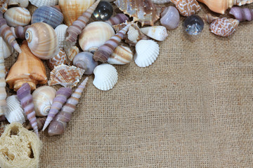 Decorative sea shells background