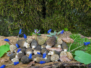 natural mushroom love and spring flowers