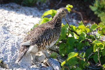 a snow grouse, a ptarmigan with alpine plants / 高山植物の中のライチョウ(メス,後ろ姿)
