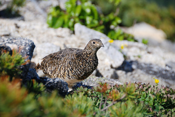 a snow grouse, a ptarmigan with alpine plants / 高山植物の中のライチョウ(メス)