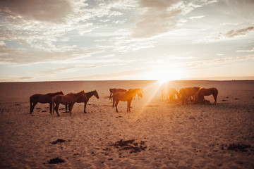wild horses