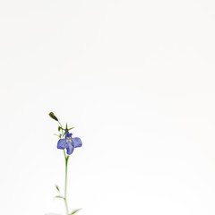 Blue gentle bellflower on the white background. Soft, airy, elegant artistic image.