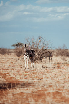 Zebras