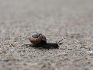 Schwarze Schnecke mit Schneckenhaus von der Seite