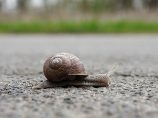 Beigefarbene Schnecke mit braunem Schneckenhaus von der Seite