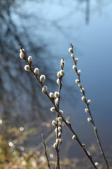 A branch of willow near the water.