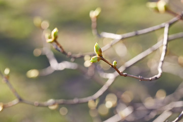 First spring leaves