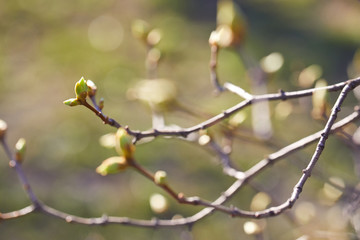 First spring buds