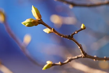 Photo sur Plexiglas Printemps Les premiers bourgeons du début du printemps