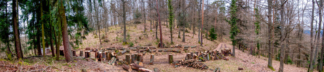 Bûcheronnage dans la forêt vosgienne