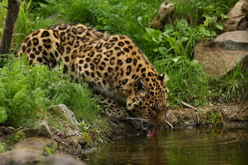 Fototapeta na wymiar Endangered amur leopard in the nature looking habitat. Wild animals in captivity. Beautiful feline and carnivore. Very rare kind of big cats species. Panthera pardus orientalis.