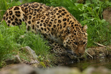 Endangered amur leopard in the nature looking habitat. Wild animals in captivity. Beautiful feline and carnivore. Very rare kind of big cats species. Panthera pardus orientalis.