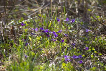 Horned violets bloom in the light of the spring sun