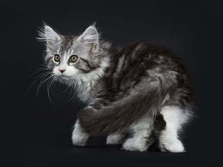 Impressive black tabby Maine Coon cat / kitten moving / walking / turning isolated on black background 