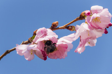 Kirschblüte mit einer Hummel, viele Kirschblüten mit einer Hummel, Hummel an einer Blüte