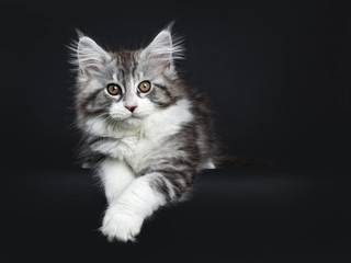 Fototapeta na wymiar Impressive black tabby Maine Coon cat / kitten laying isolated on black background with two paws hanging over edge and looking at camera