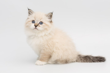 kitten on white background