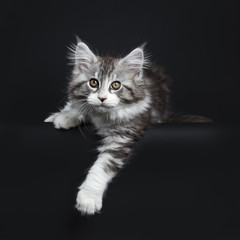 Impressive black tabby Maine Coon cat / kitten laying isolated on black background with one paw hanging over edge and looking curiously at camera © Nynke
