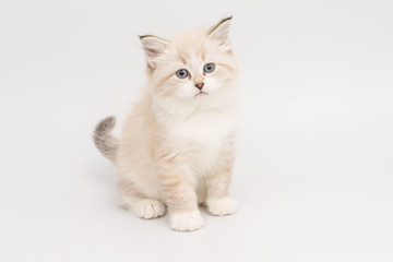 Fototapeta na wymiar kitten on white background