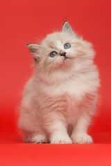 little adorable kitten portrait on red background