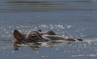 Hippopotamus , Kruger National Park , Africa