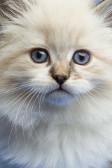 little kitten close portrait looking straight