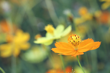Yellow flower in close up