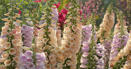White foxglove flowers in garden © leungchopan
