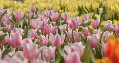 Beautiful tulip field