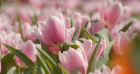 Fototapeta premium Colorful tulip flower field