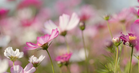 Fototapeta na wymiar Beautiful Cosmo flower garden