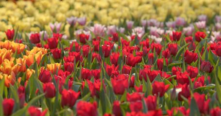 Fototapeta premium Colorful Tulip farm
