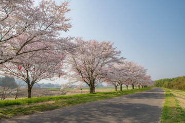 Obraz premium 桜並木