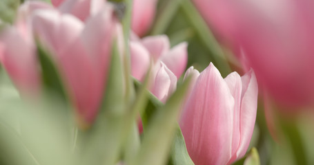Tulip flower farm