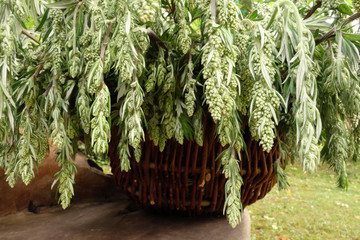 frische Kr&auml;uter, gesammelt in einem Korb