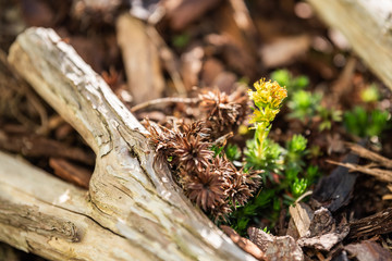 Gartenarbeit im Frühling