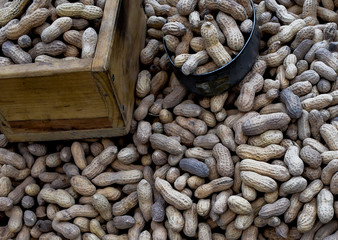 Lose, ganze Erdnuss, Erdnüsse, Hülsenfrucht, Verkauf mit Schale auf Markt mit Waage, Behälter, Mexiko