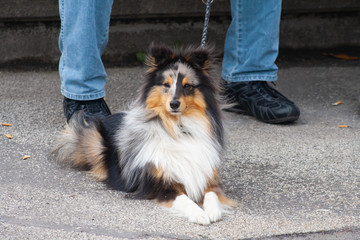 shetland sheepdog