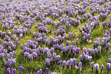 A meadow full of blooming crocus flowers in spring time.
