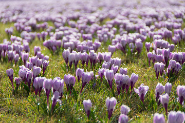 A meadow full of blooming crocus flowers in spring time.