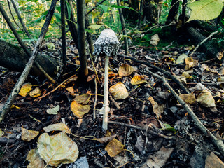 Mushrooms and Moss in the forest