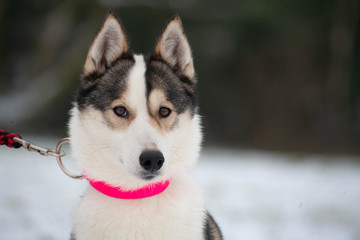 siberian husky portrait 
