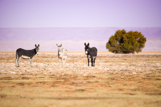 Donkeys in the Salar de Atacama (Atacama Salt lake), Tambillo, Los Flamencos National Reserve, Atacama desert, Chile, South America