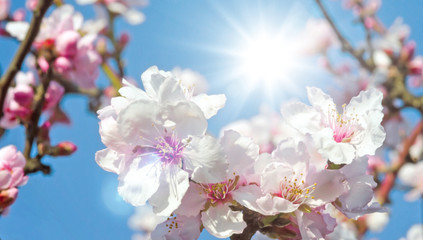 Glückwunsch, alles Liebe: zarte, duftende Mandelblüten vor blauem Frühlingshimmel :)