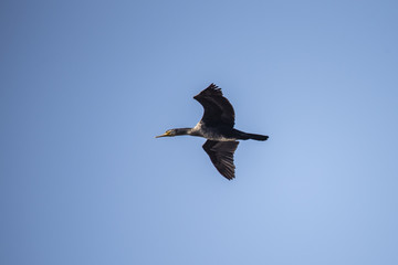 The bird of the great cormorant flies over the lake