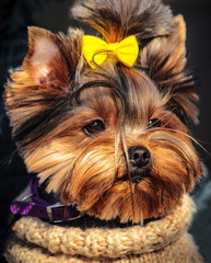 Dog,Yorkshire Terrier