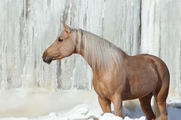 Palomino horse on white winter iced snowy background isolated