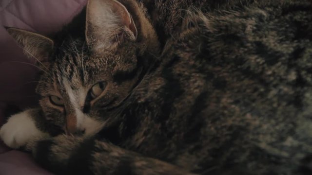 Charming household short hair tabby cat lying on bed 