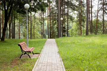 wooden bench in the summer park
